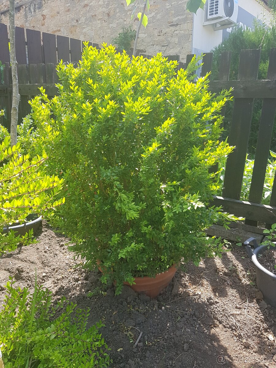 Buxusy, keřové buxusy, keře ,    NOVÉ KUSY