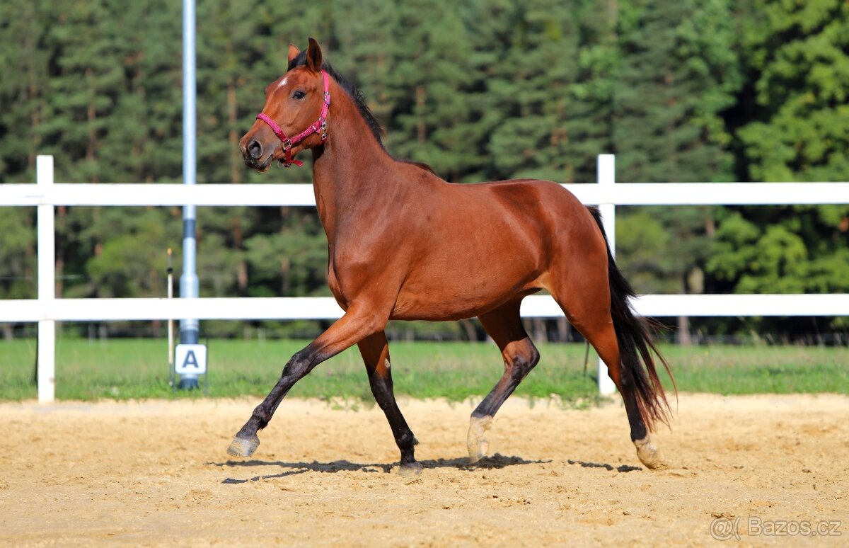 ____Klisna český teplokrevník___