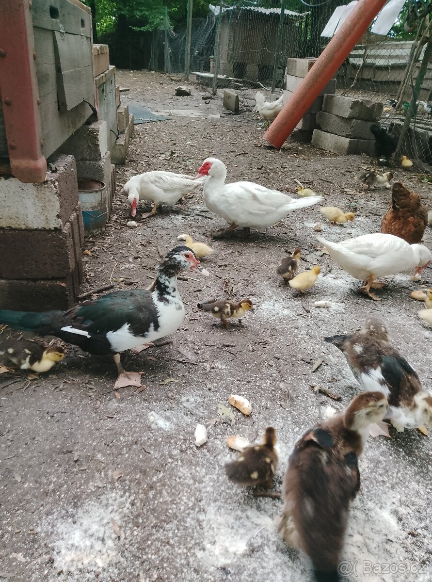 Kachny a kachňata pižmové
