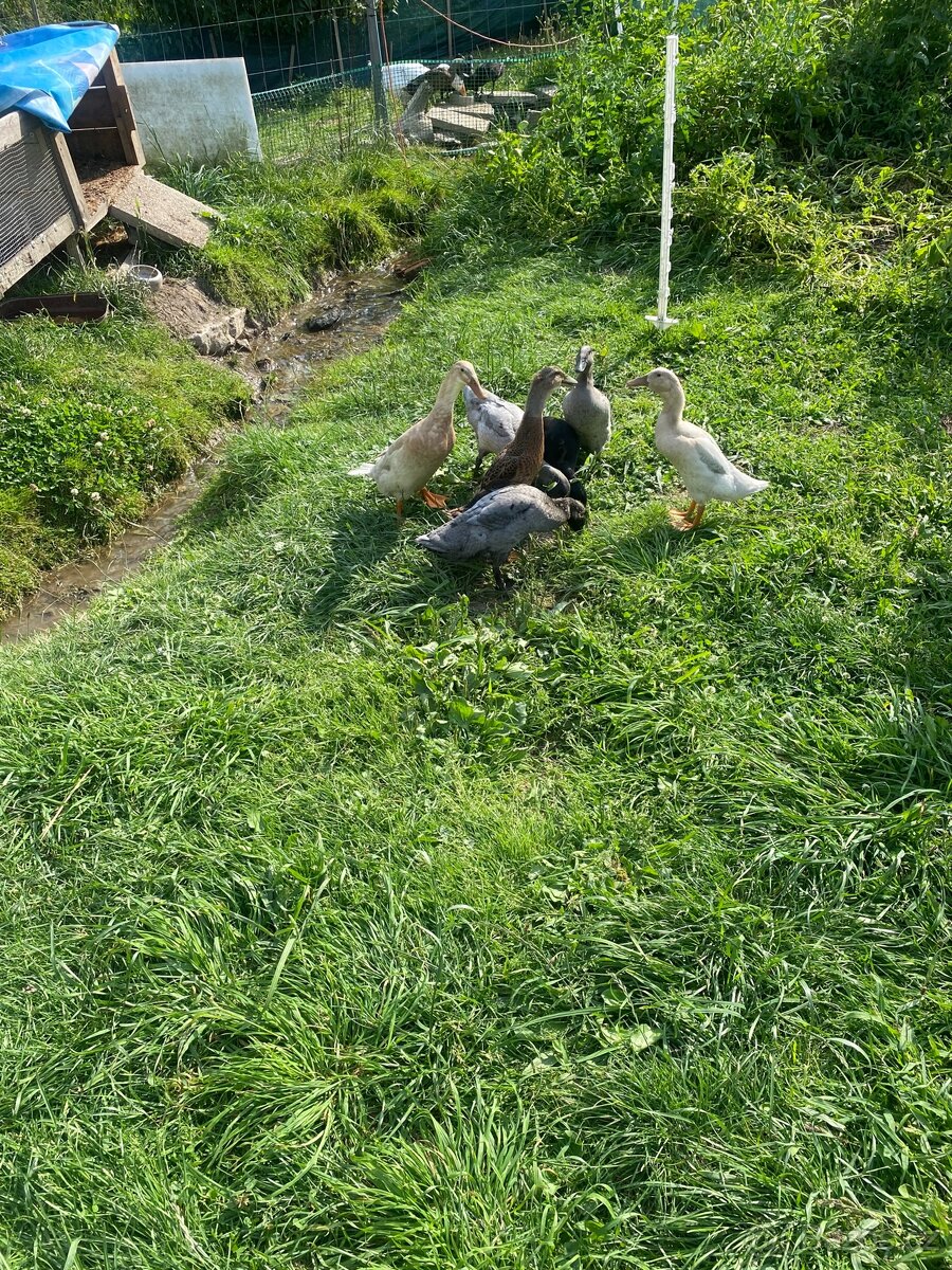 Indický běžec