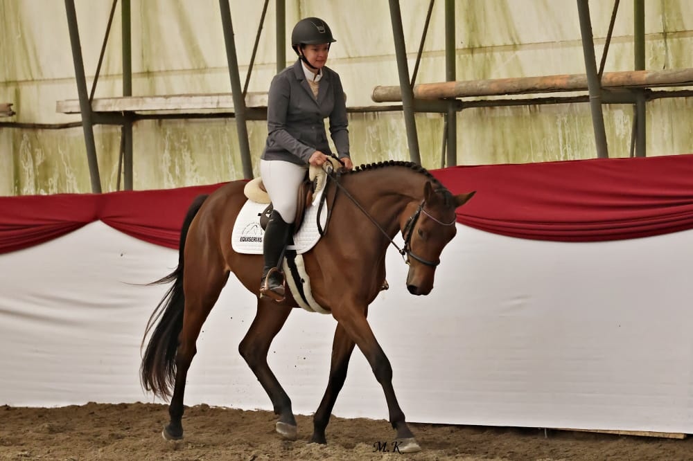 Tříletá oldenburská klisna na prodej