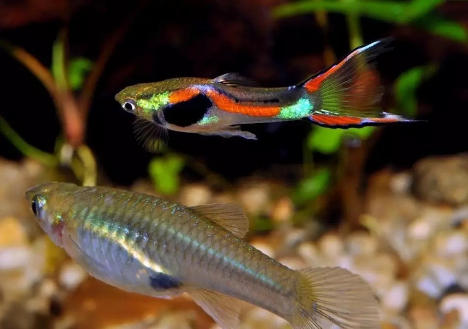 Endlerky, živorodky