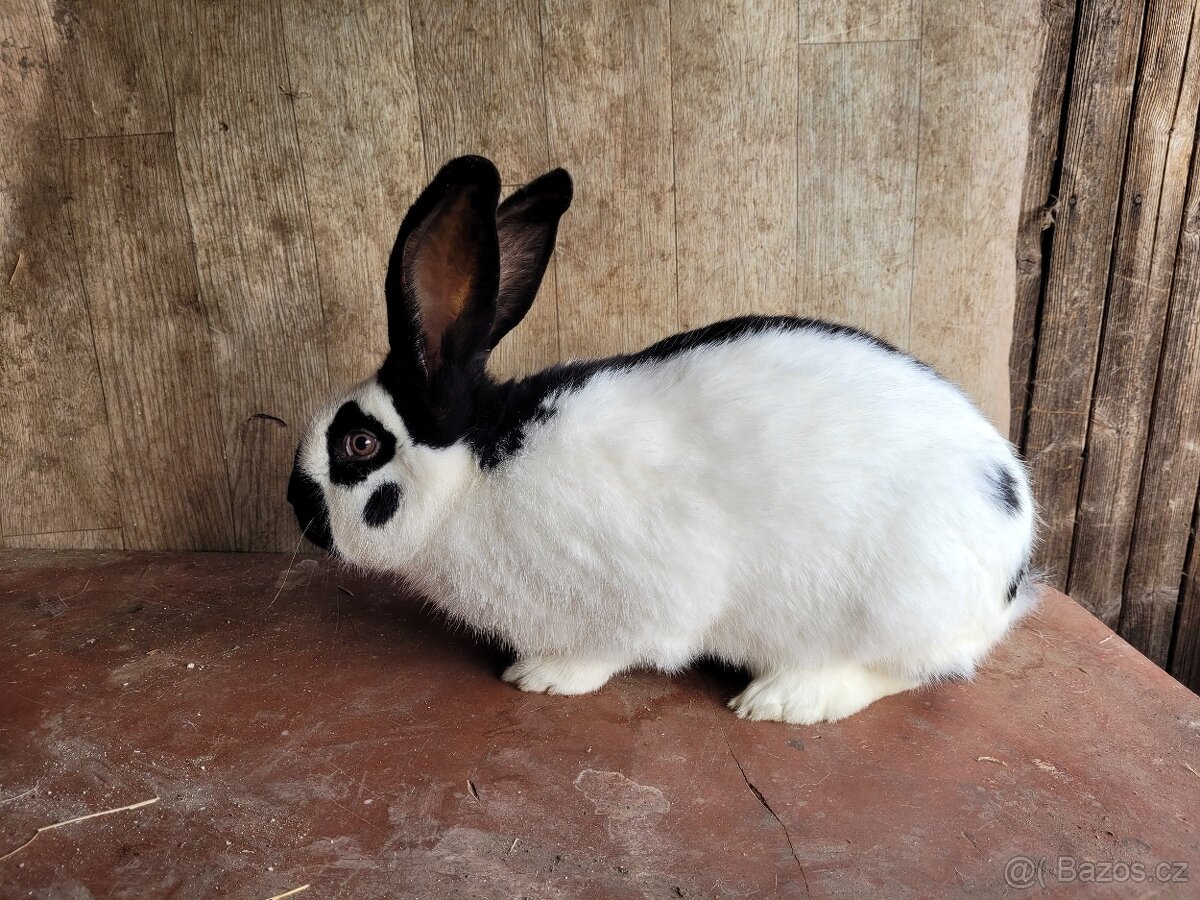 Německý obrovitý strakáč černý