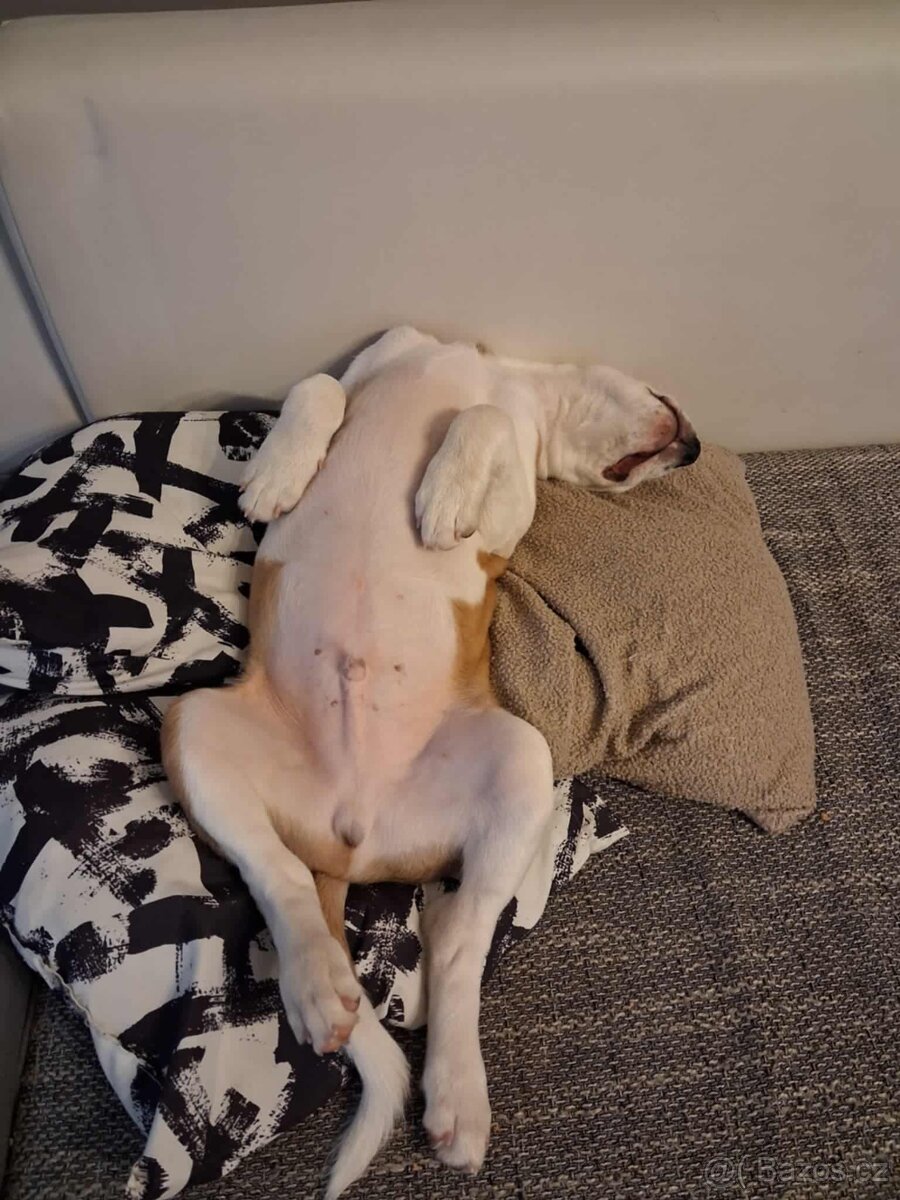 Štěně křížence