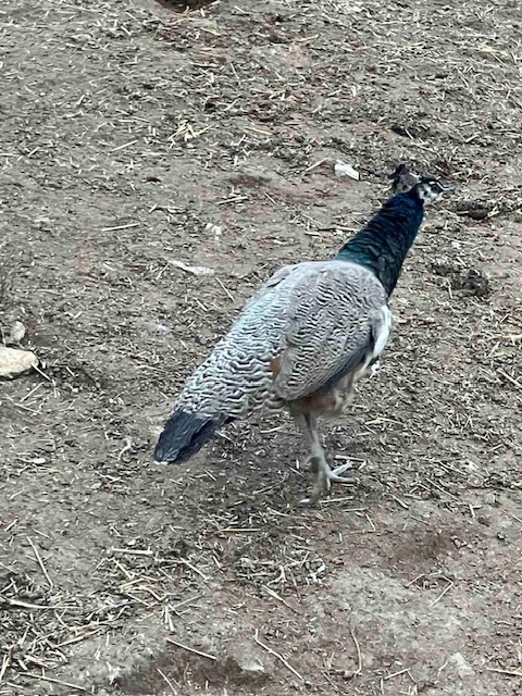 Páv