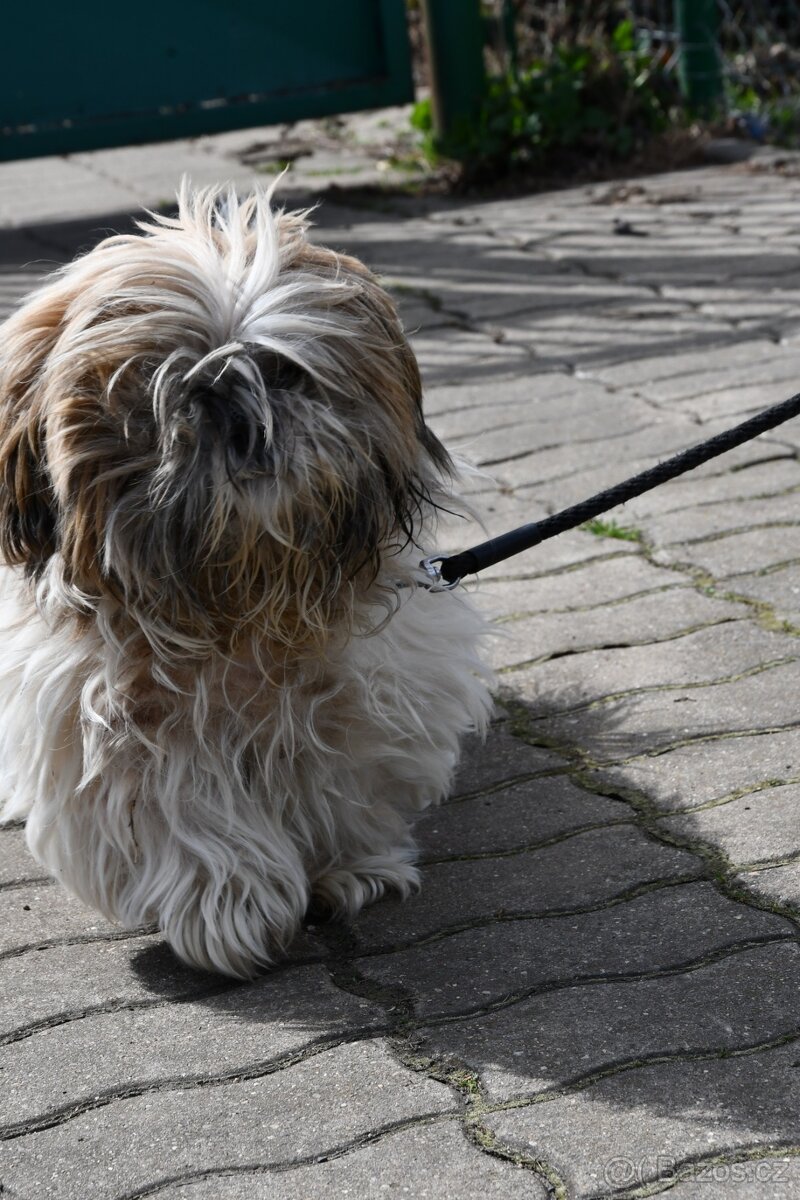 Shih-tzu ,starší psík v útulku Chomutov