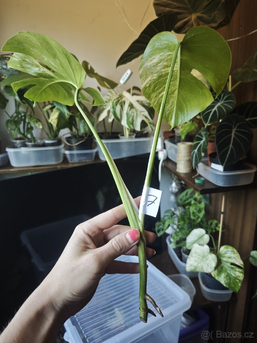 Monstera alba č.7