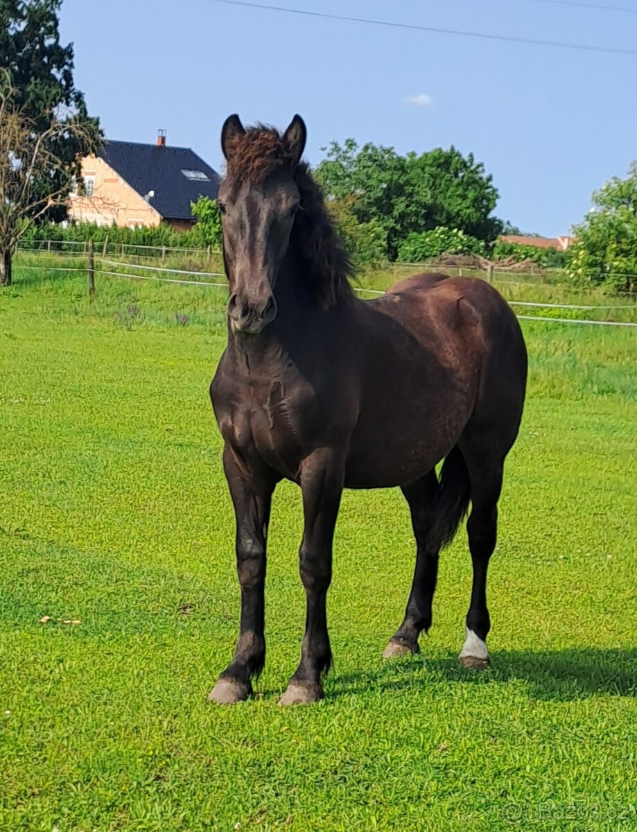 Kobylka ČMB
