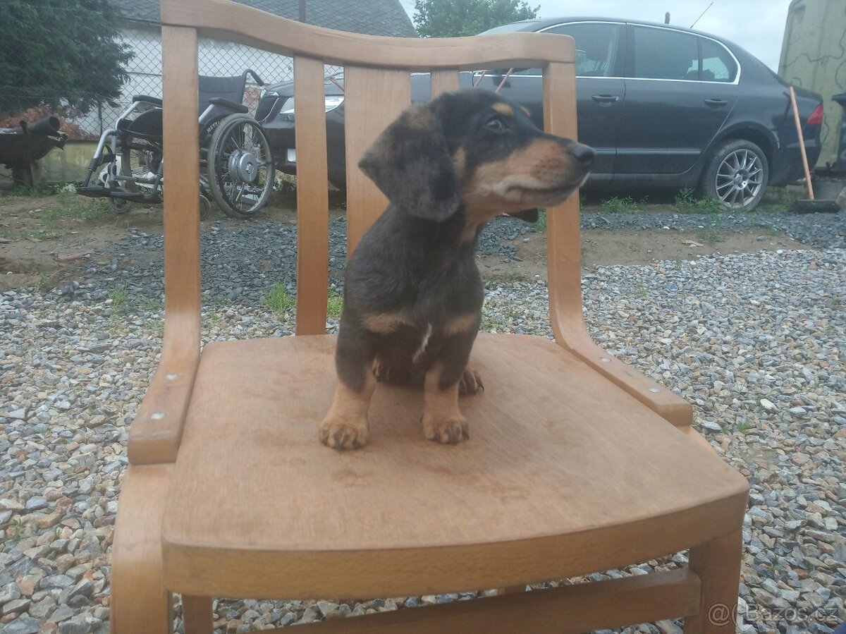jezevčík