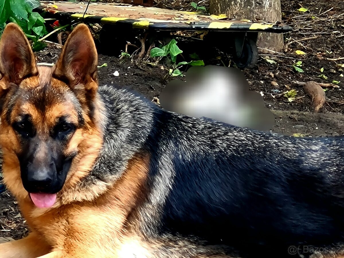 Německý ovčák (FENA) 8 MĚSÍCŮ JESSÍ