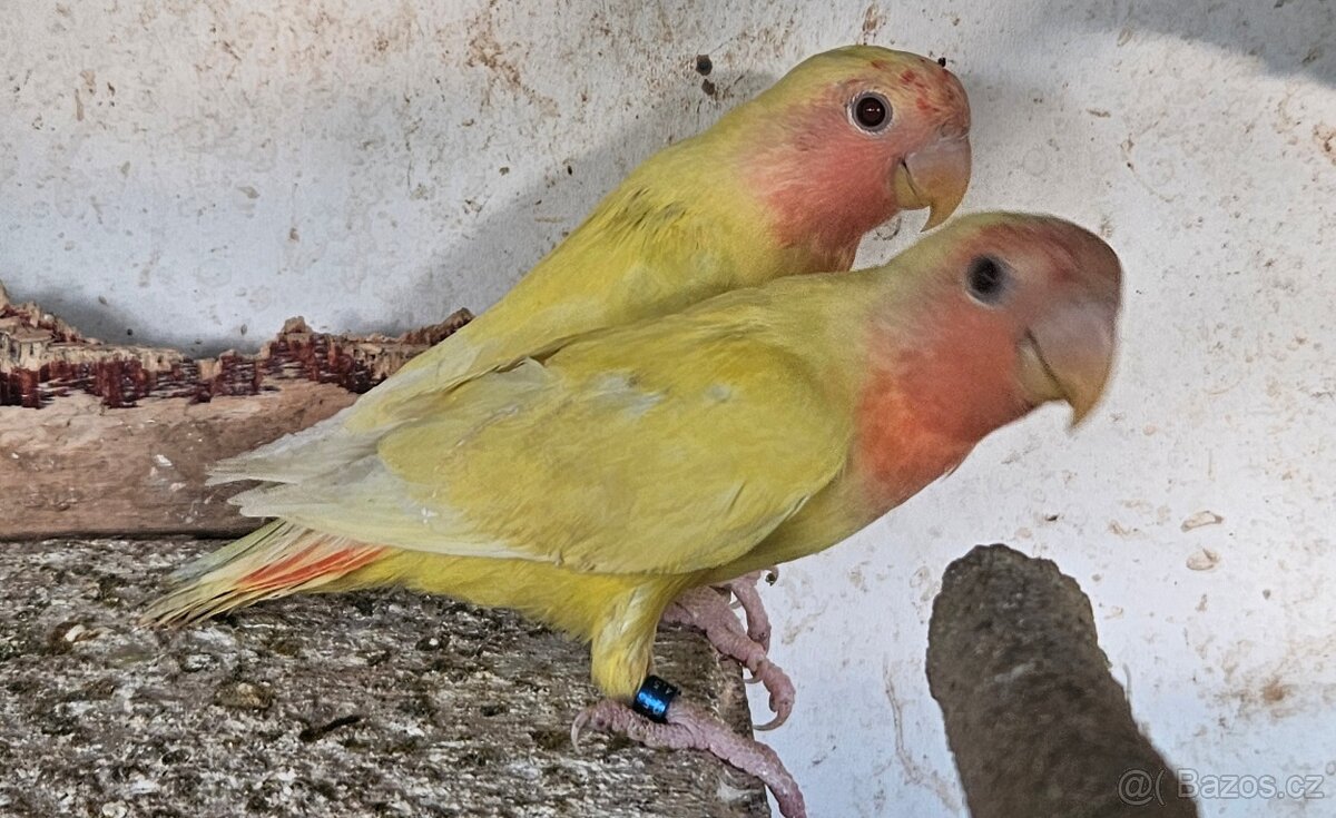Agapornis růžohrdlý,Holoubek diamantový