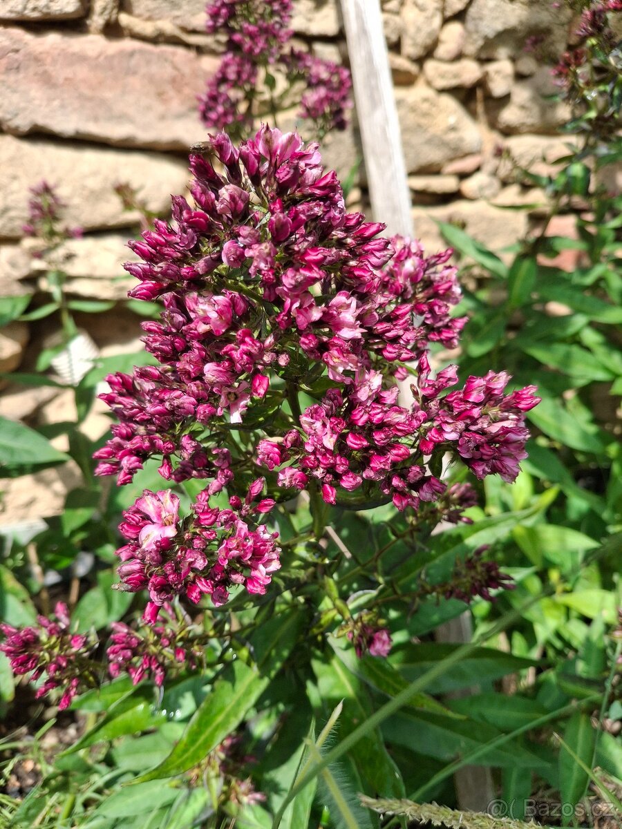 Flox, plamenka latnatá