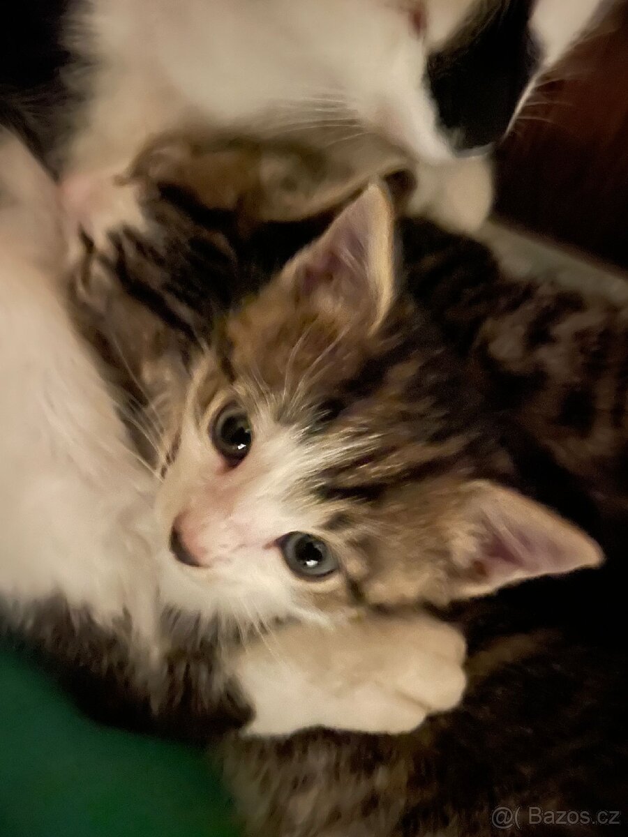 Mourovatá koťata k Adopci