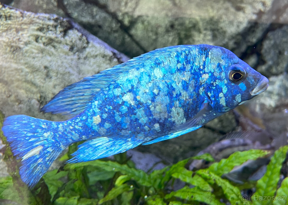 Malawi tlamovci- Placidochromis phenochilus tanzania Lupingu