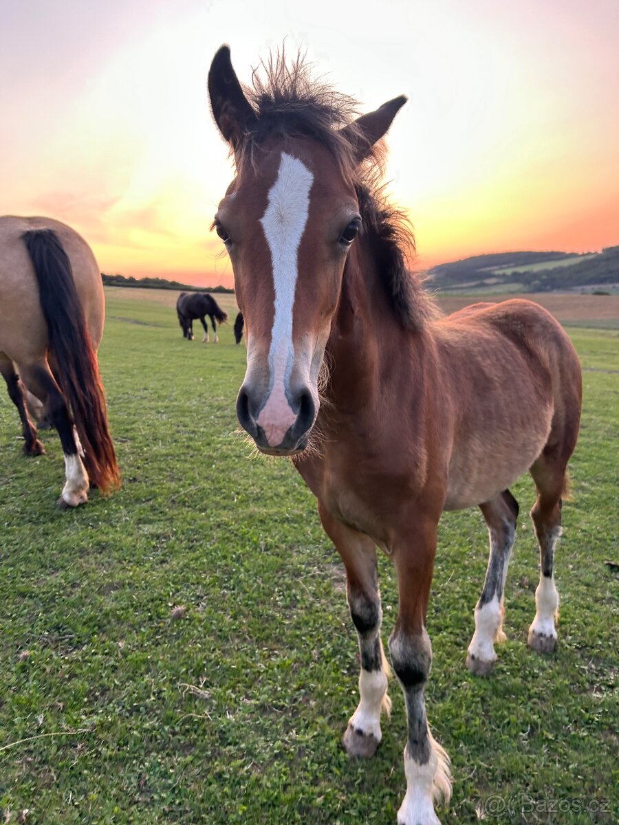 Welsh Cob D - kobylka