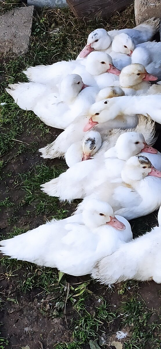 Kachna pižmová bílá kachny i kačeři