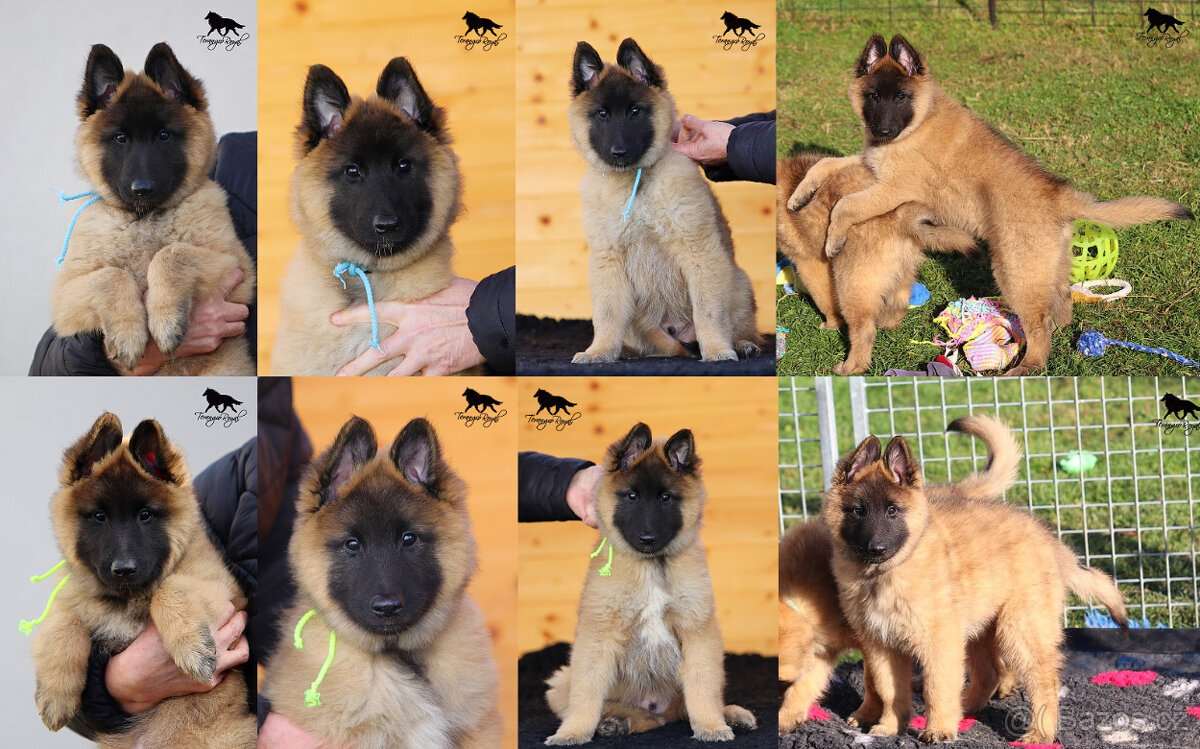 Belgický ovčák Tervueren s PP - štěňátka k odběru - kluci