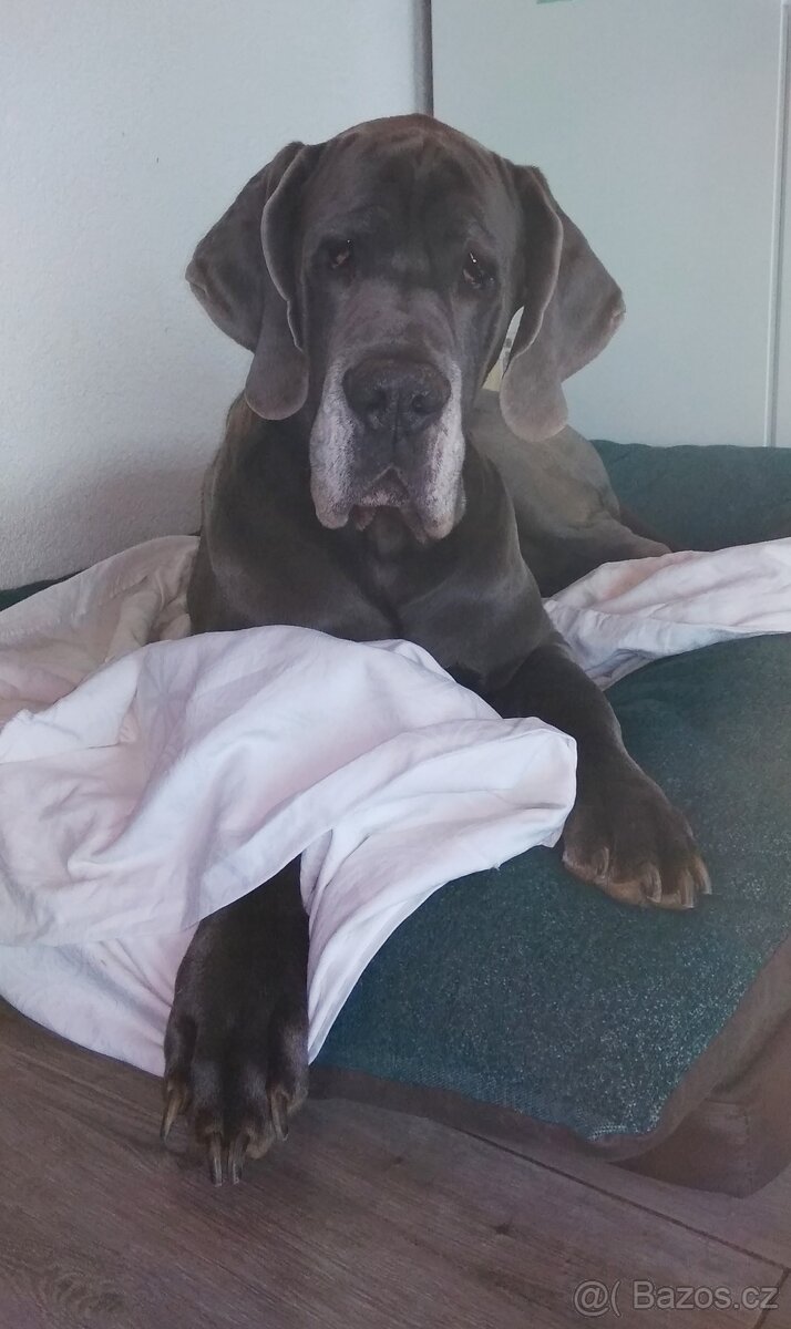 Krytí Německá doga s PP