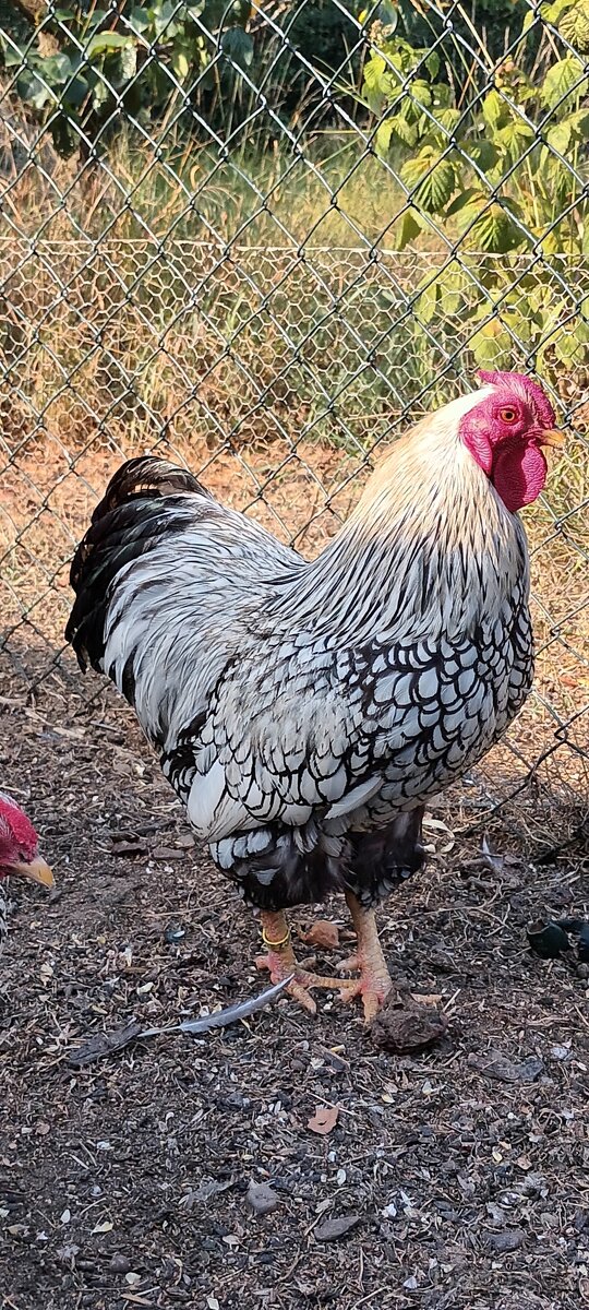 Zdrobnělá Wyandotka stříbrná černě lemovaná