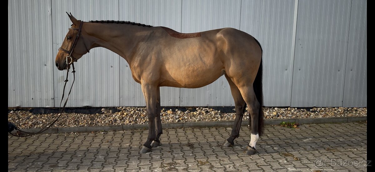 4 letá klisna Naila