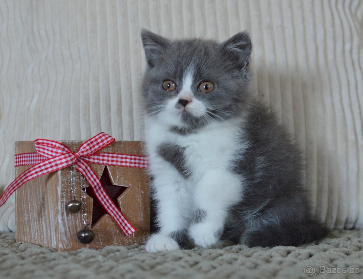 Britská krátkosrstá kočka s PP