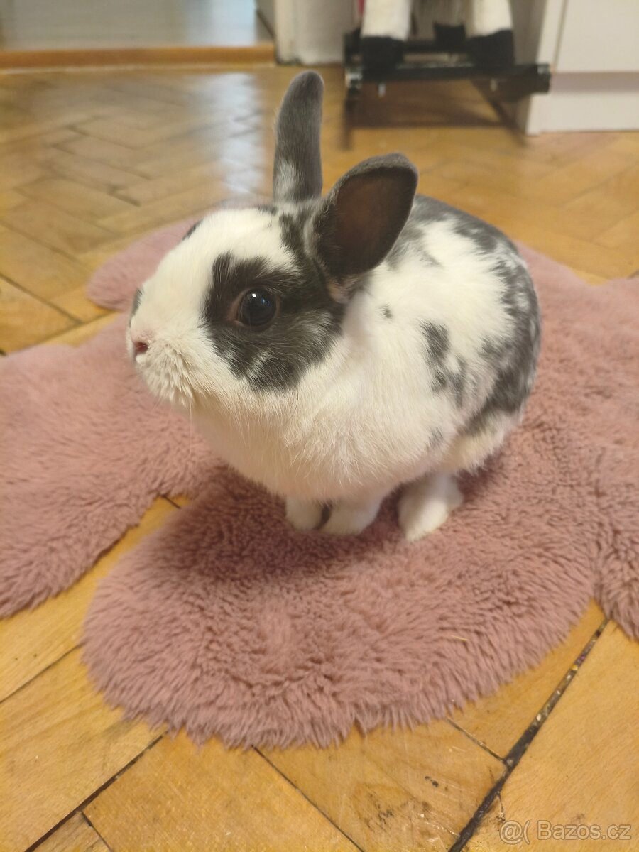 Mladý Králík zakrslý