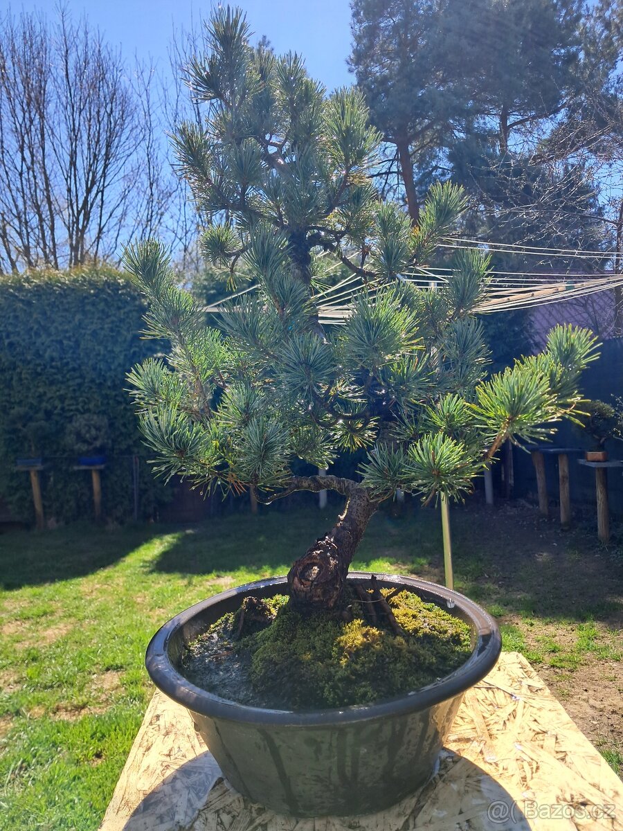 Bonsaj,bonsai Borovice