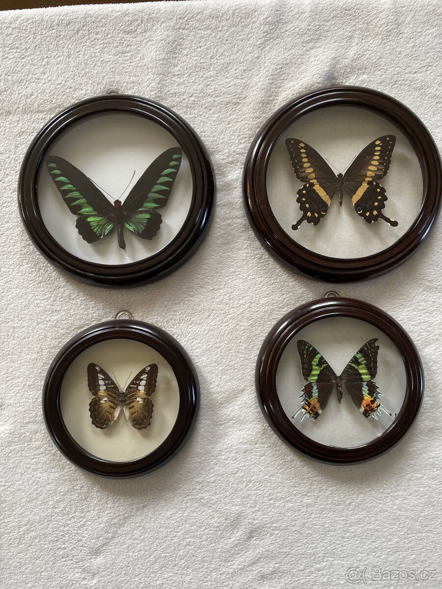 Sbírka motýlů  - 4 ks v kulatém rámečku