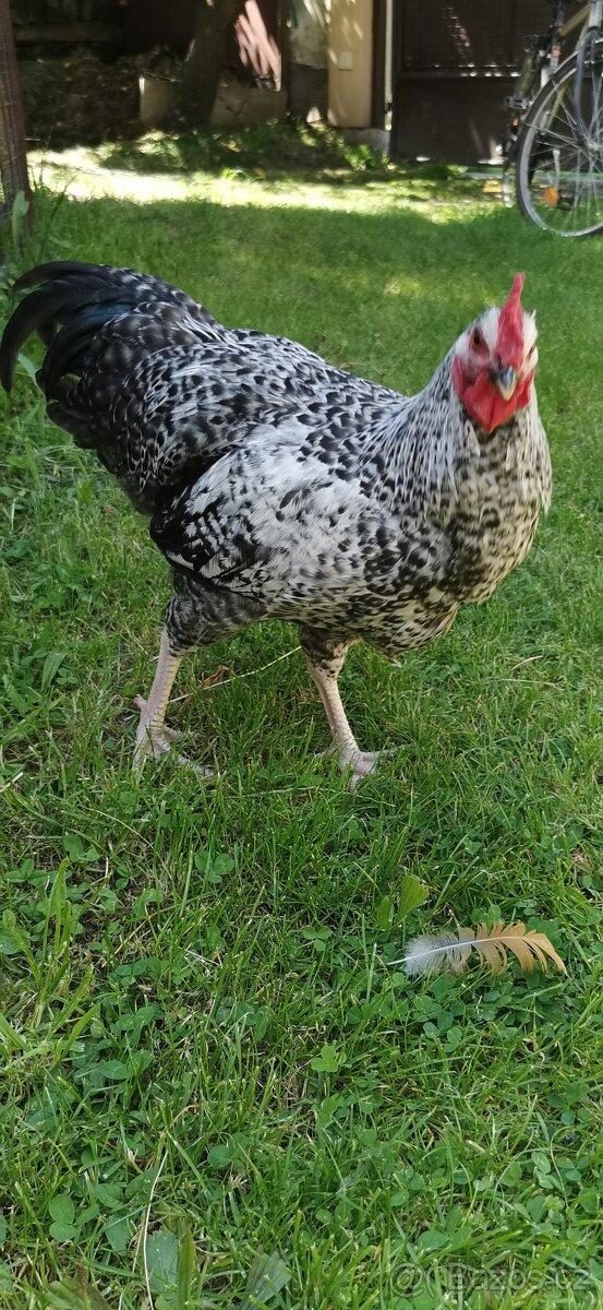 Kohouti 2 kusy