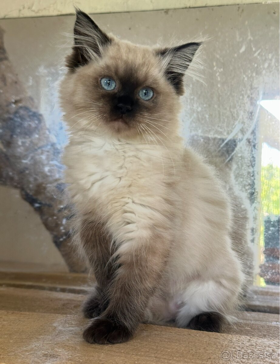 Ragdoll kočička