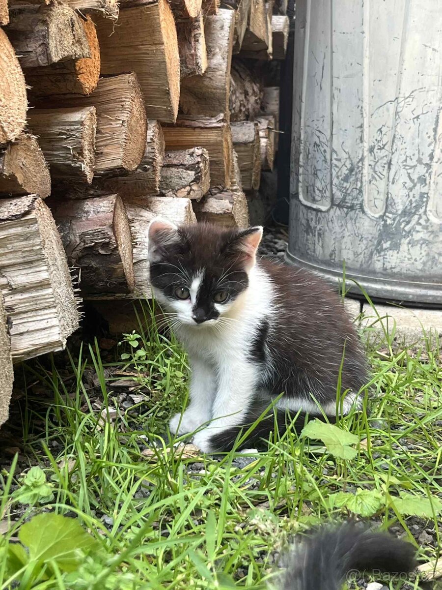 Kočičí maminka a kotě hledají domov