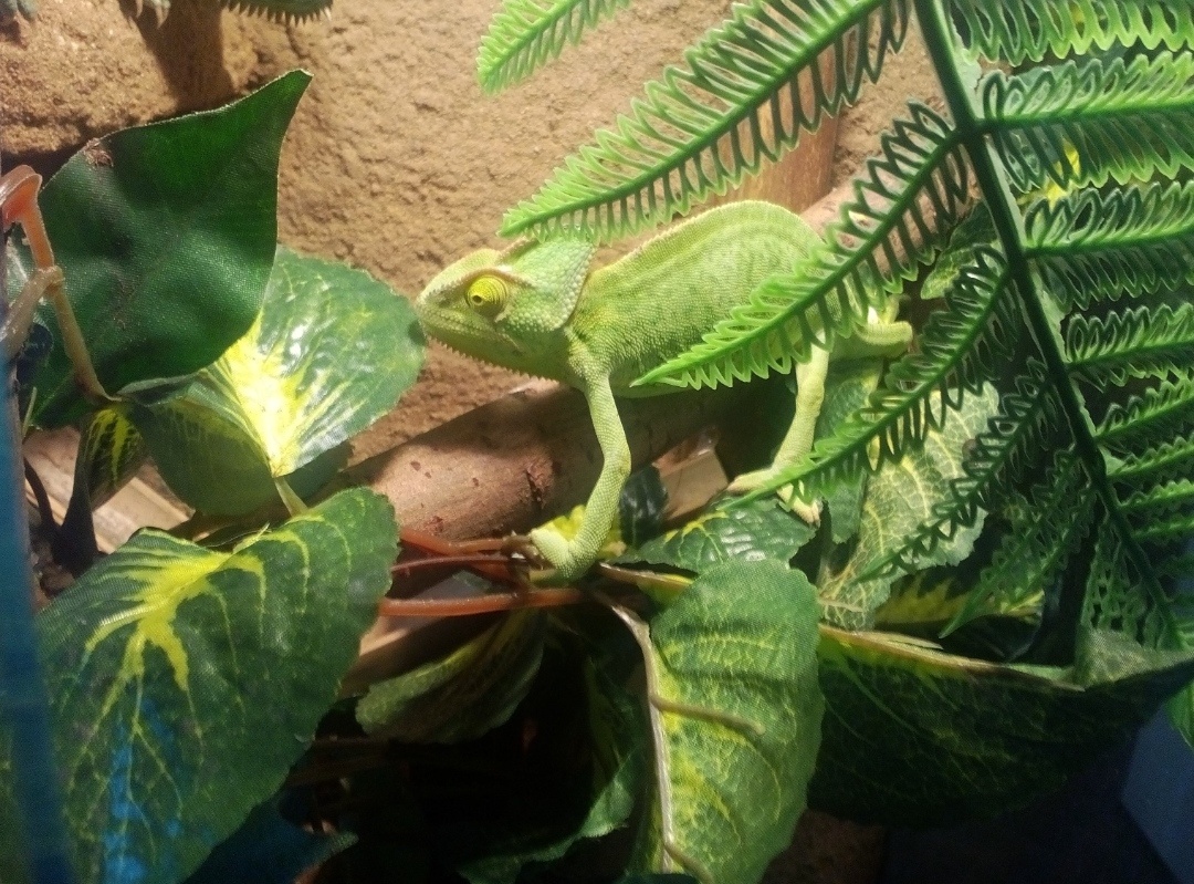 Chameleon jemenský+ Terárium nové 40x40x100. Předání Praha n