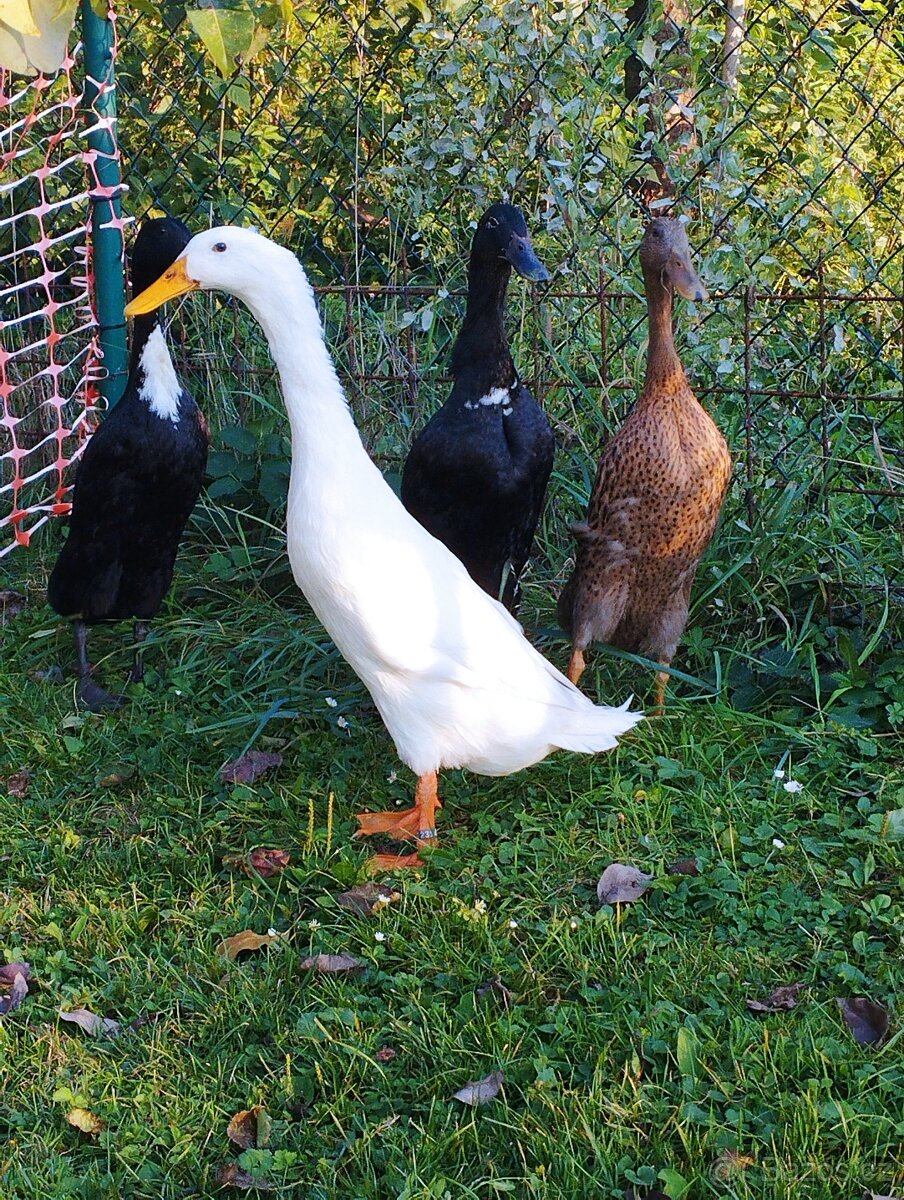 4-letý pár indických běžců