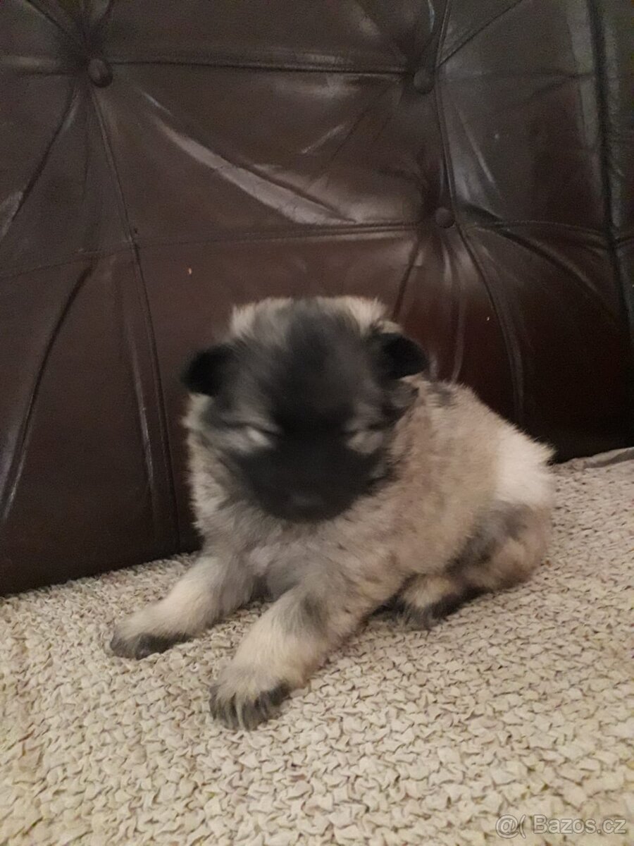 Štěňata - Německý špic vlčí