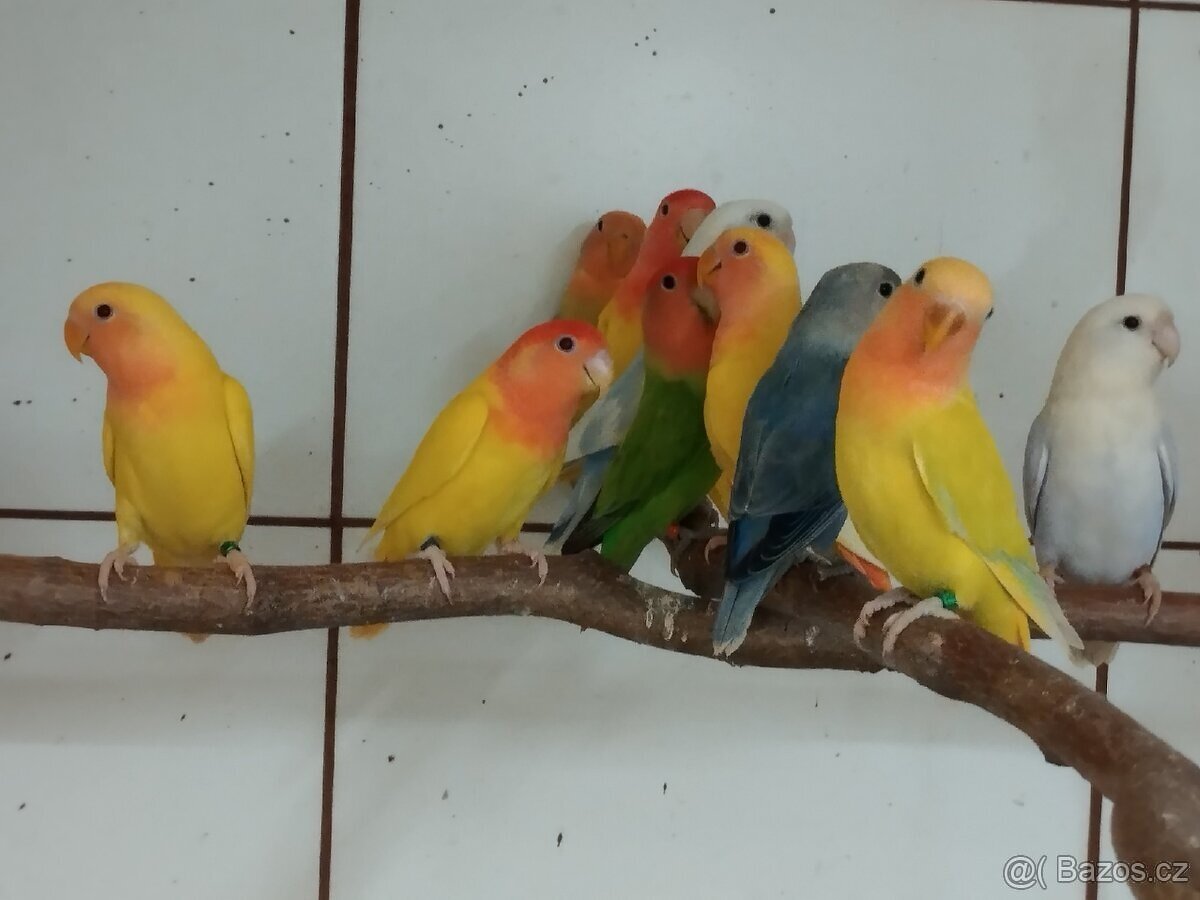 Agapornis růžohrdlý opalín