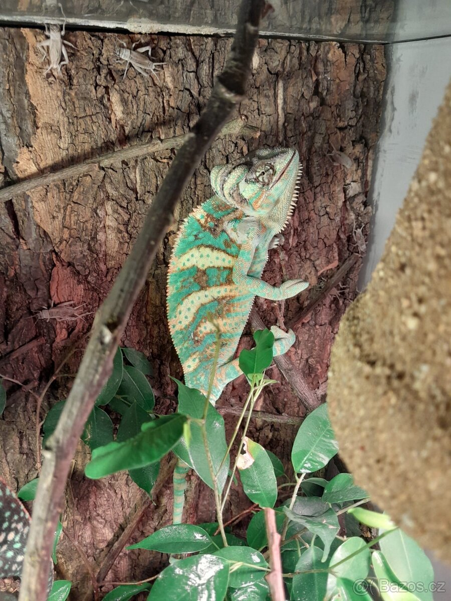 Terárium na chameleona (250 l)