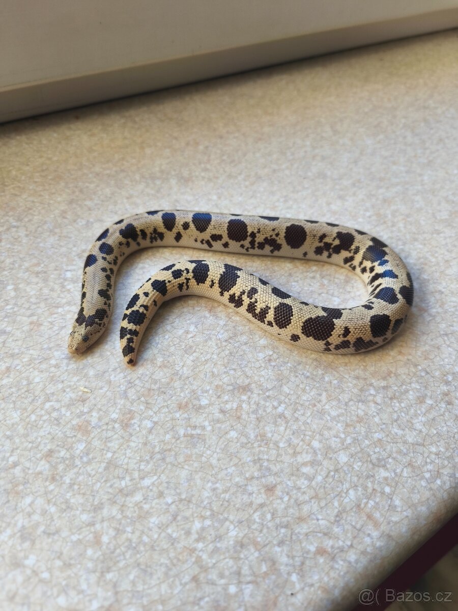 Eryx Colubrinus - Hroznýšek pestrý 0.1