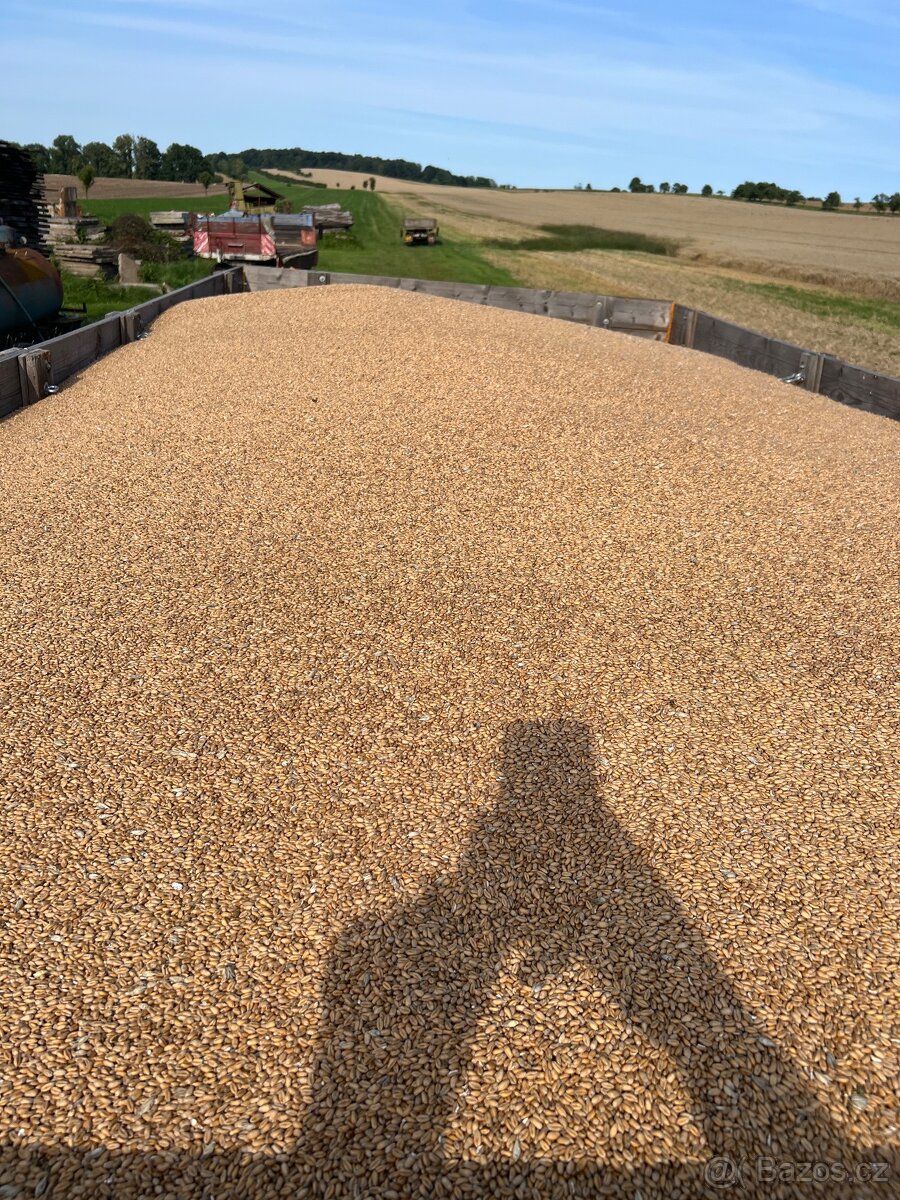 Bio Pšenice a Ječmen