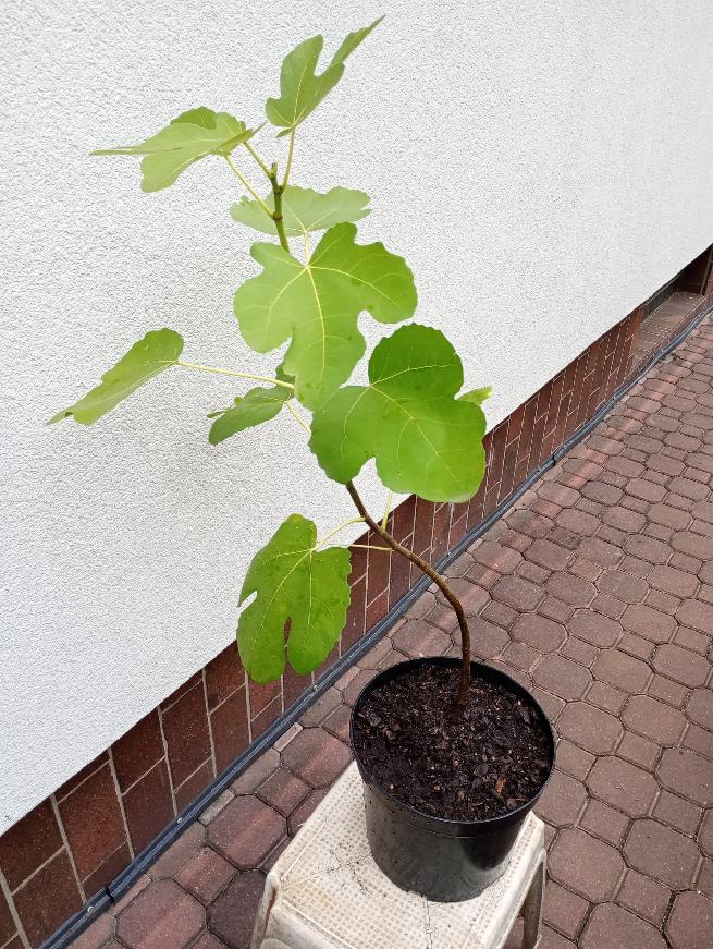 Fíkovník smokvoň (Ficus carica)