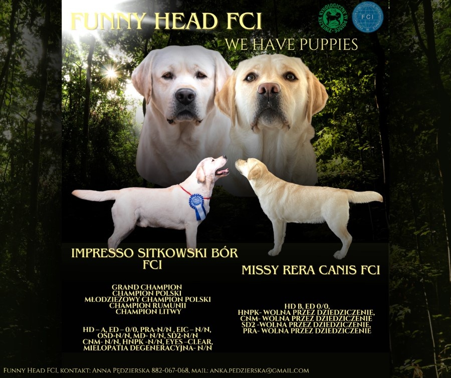 Štěňata labradorského retrívra od FCI GRAND CHAMPION