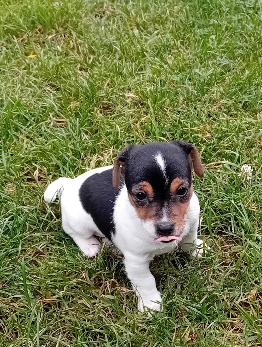 Na prodej Poslední fenečka jack russel teriera