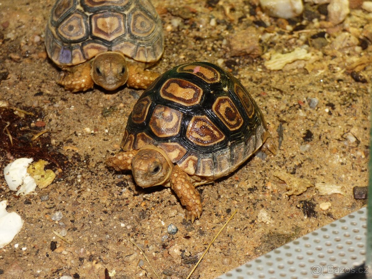 Želva pardálí (Stigmochelys pardalis)