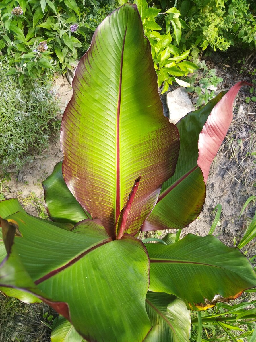 Červenolistý banánovník 80-120 cm sazenice