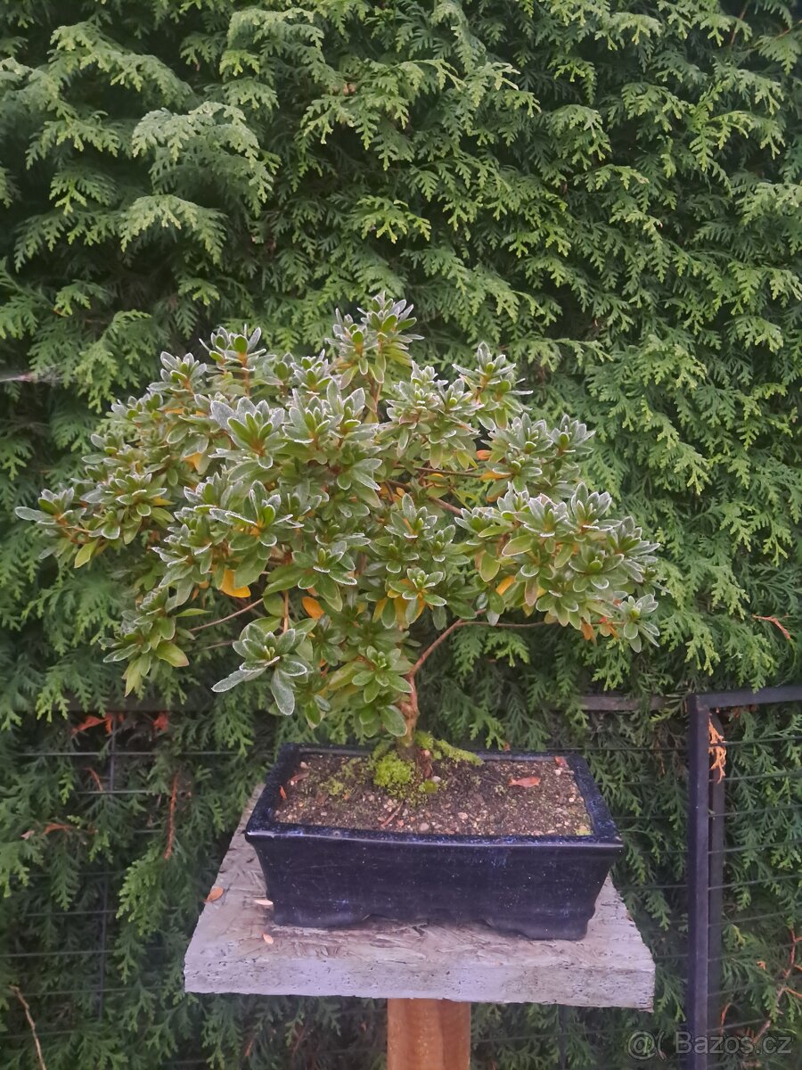 Bonsaj,bonsai Japonska Azalka