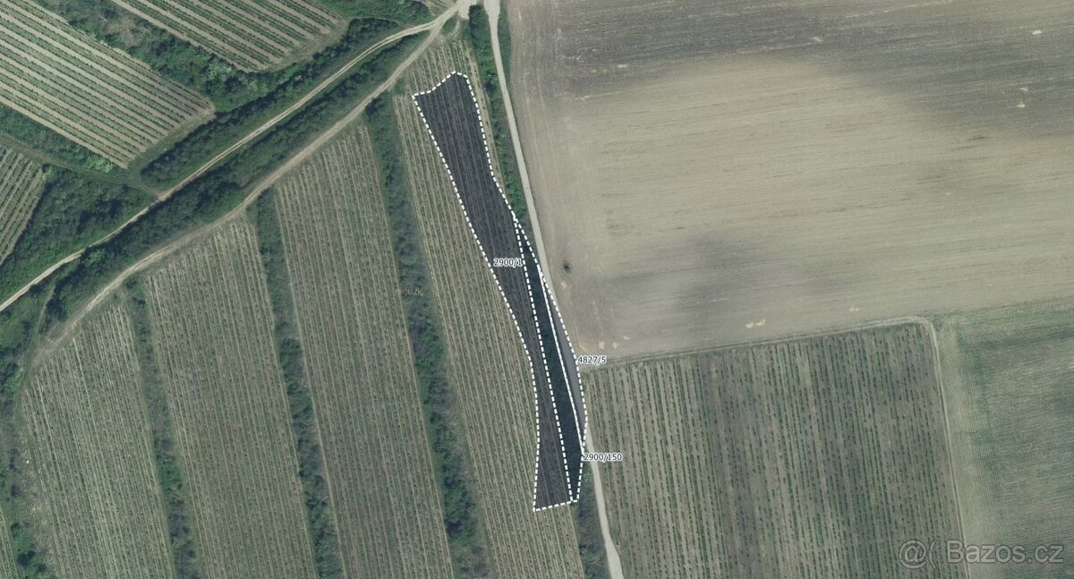 Sady, vinice, prodej, Čejkovice, Hodonín