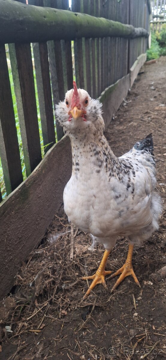 Nabízím letošní kohouty