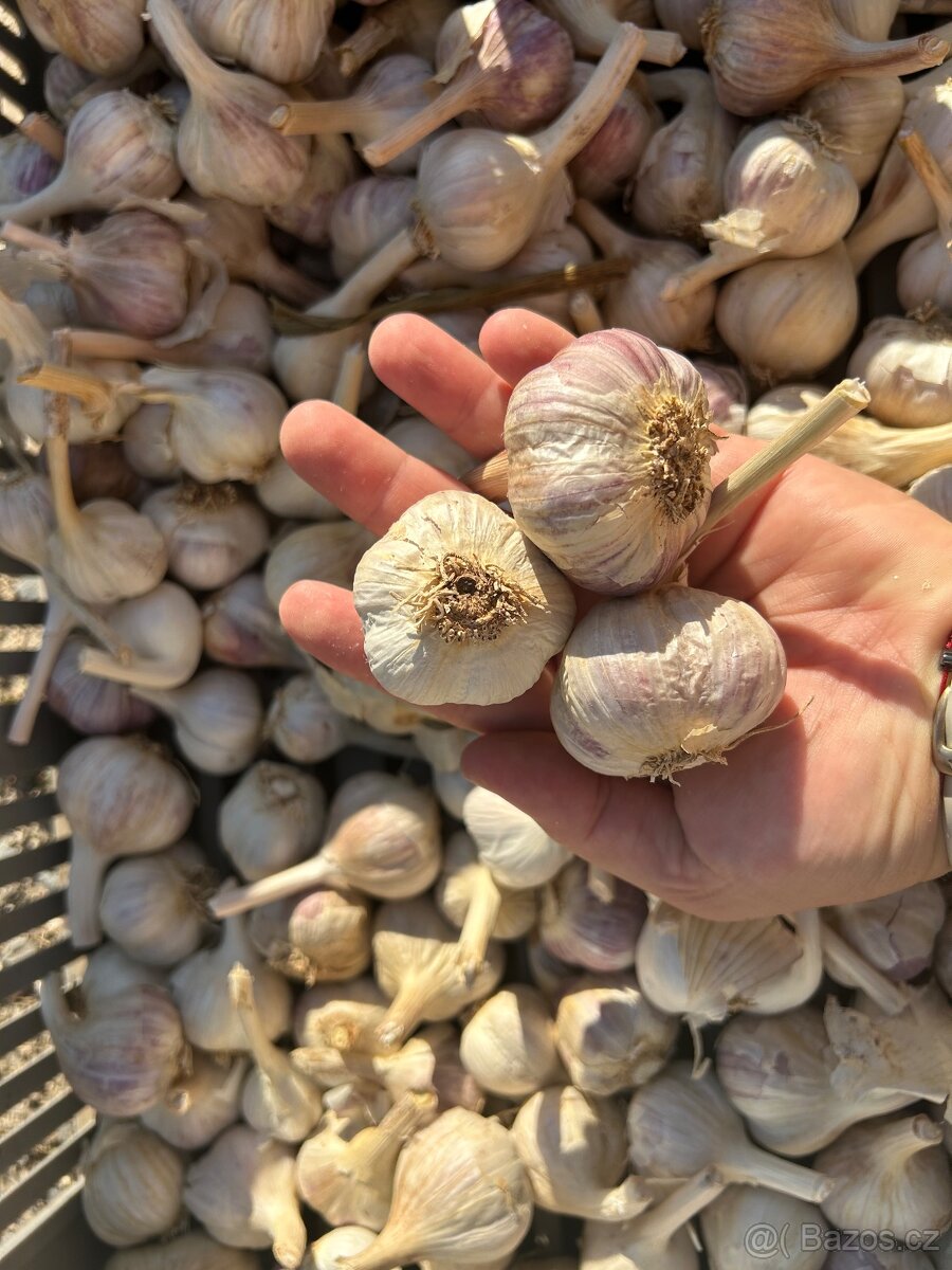 Český česnek