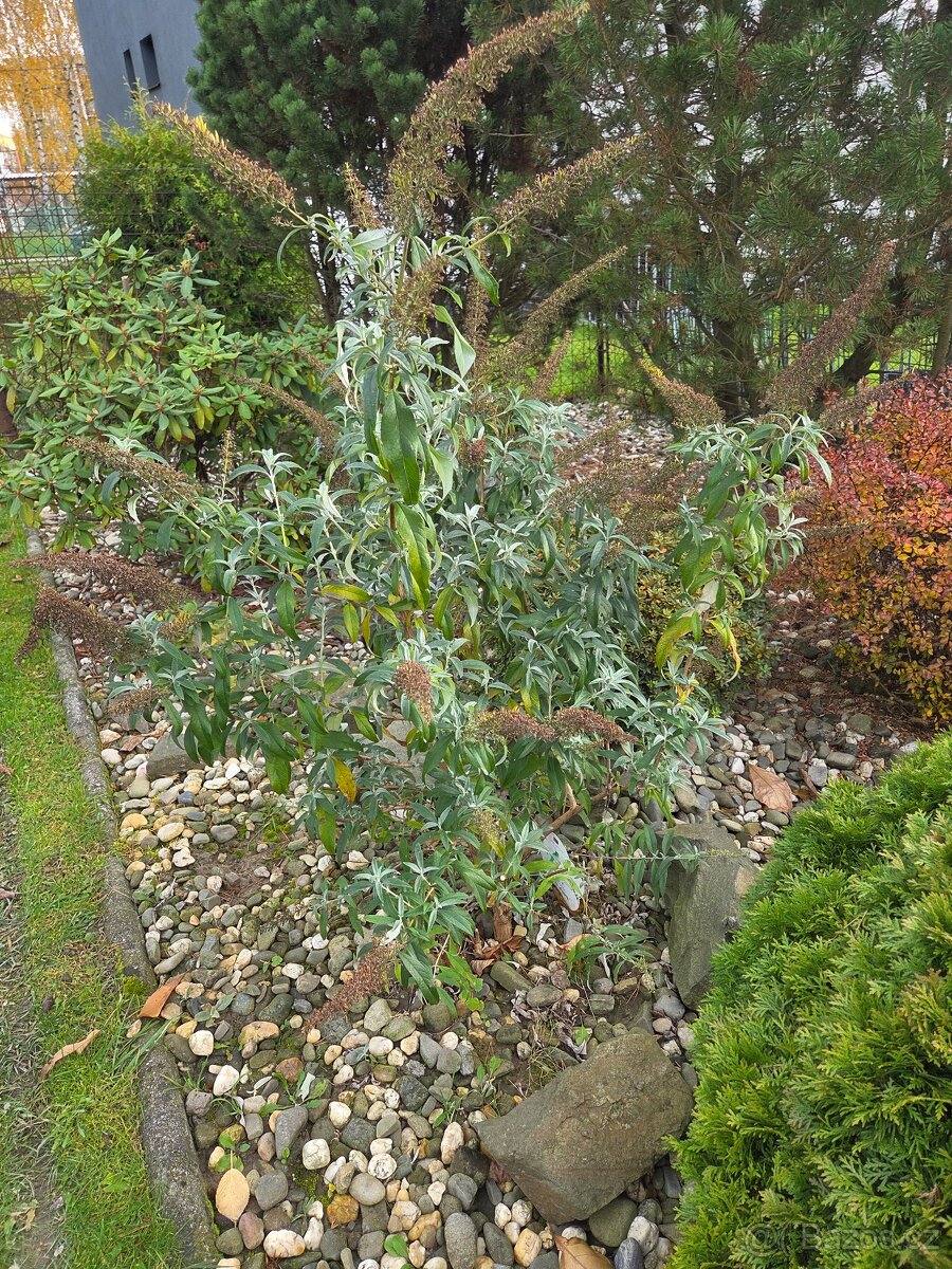 Komule davidova - motýlí keř