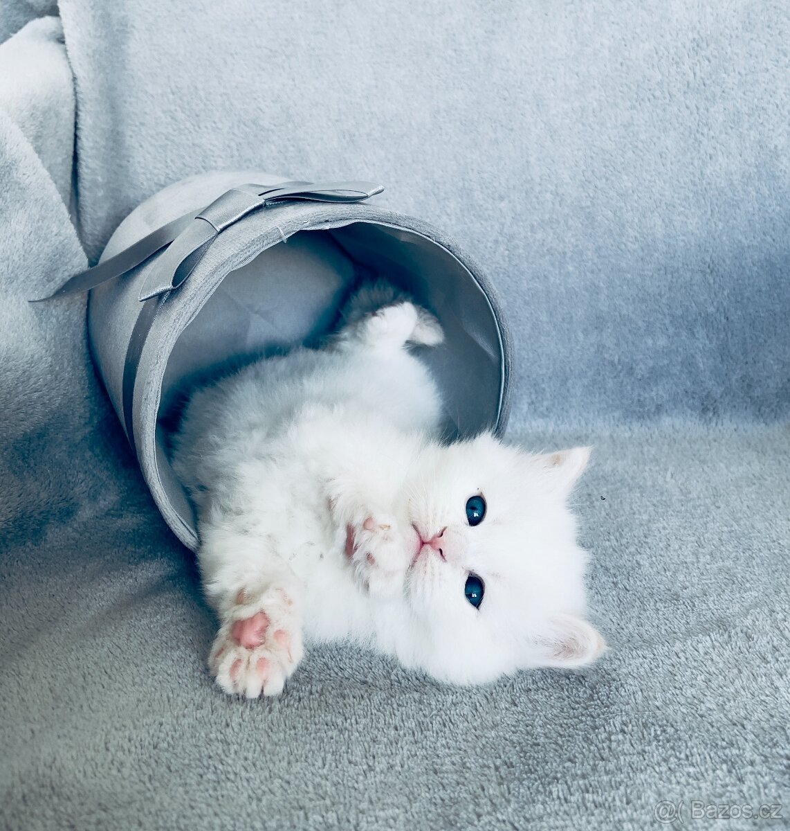 Sibiřská kočka - Něvská maškaráda s PP