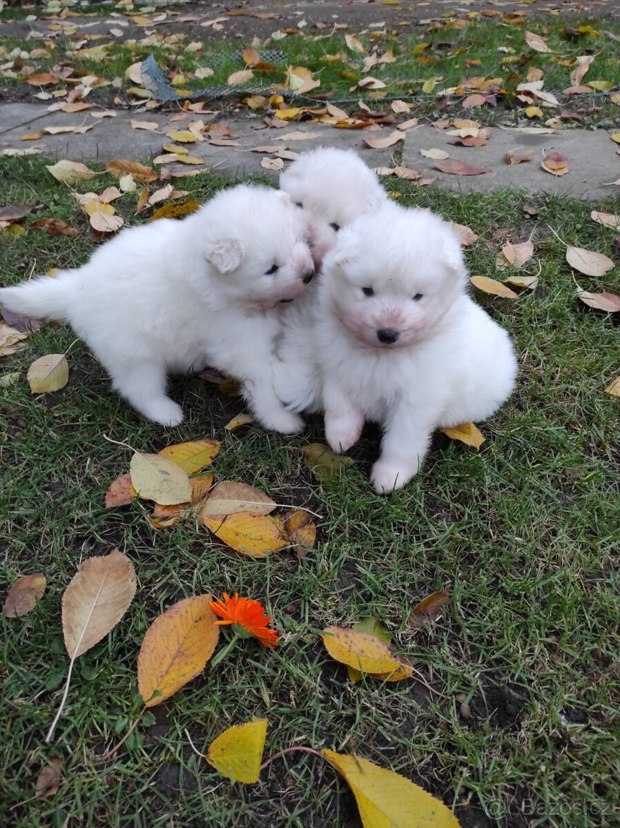 Samojed štěňata